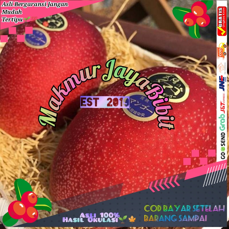Bibit mangga Miyazaki / mangga impor jepang