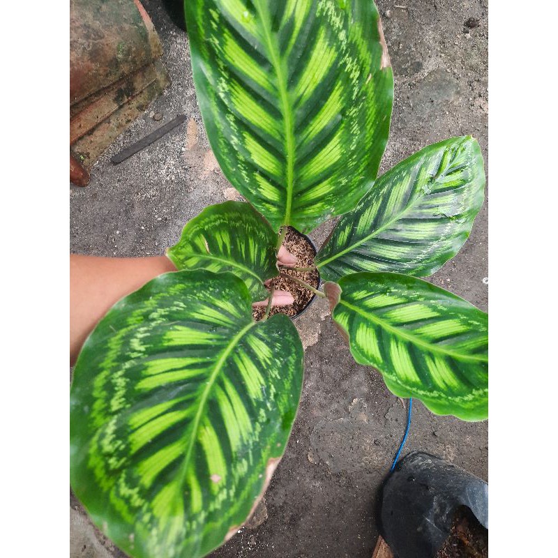 Calathea Libyana Import