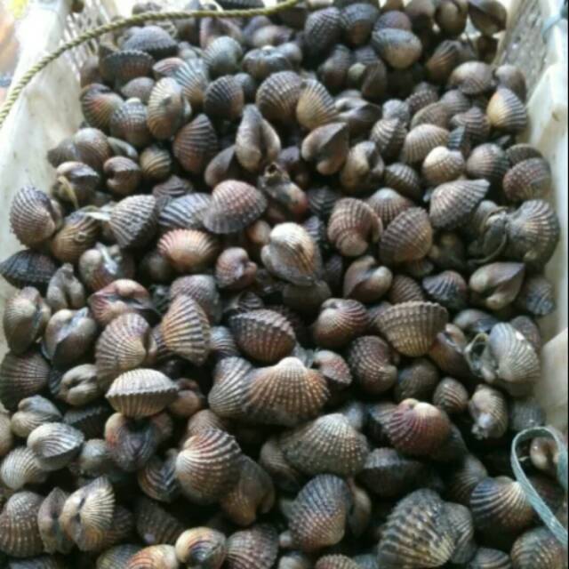 

Kerang darah