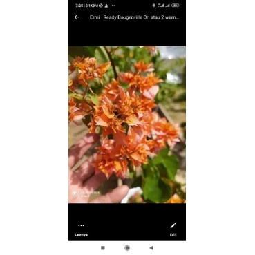 Bahan stek  Bougenville Hawai orange/Tumpuk orange