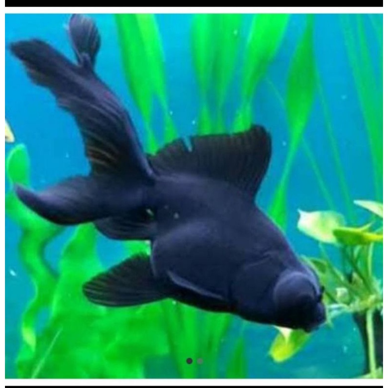 ikan hias koki black buldog