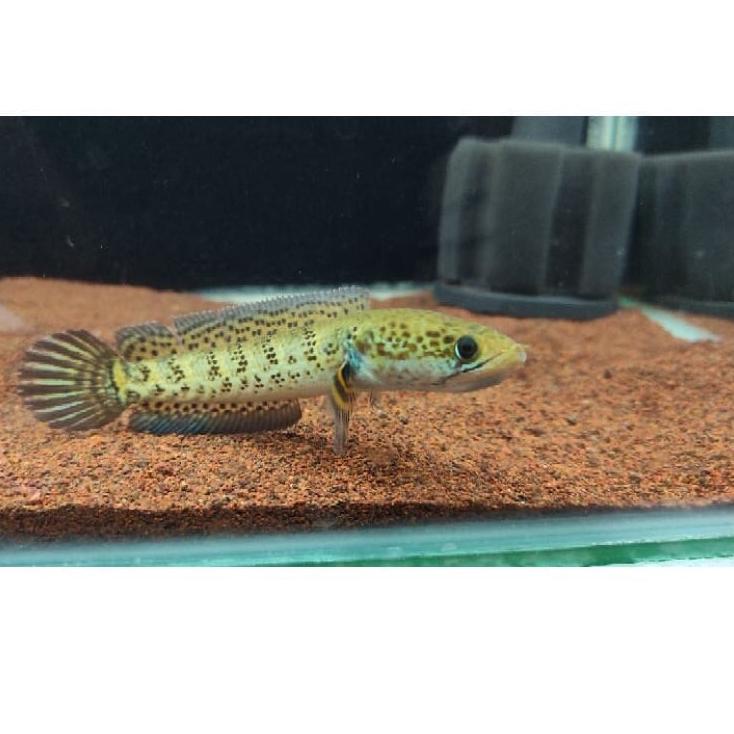 Paling Disukai.. auranti 10-12 cm