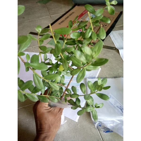 Bibit Bonsai Santigi Turun Cangkok