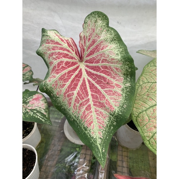 CALADIUM PINK CLOUD - keladi pink cloud - keladi in memorian