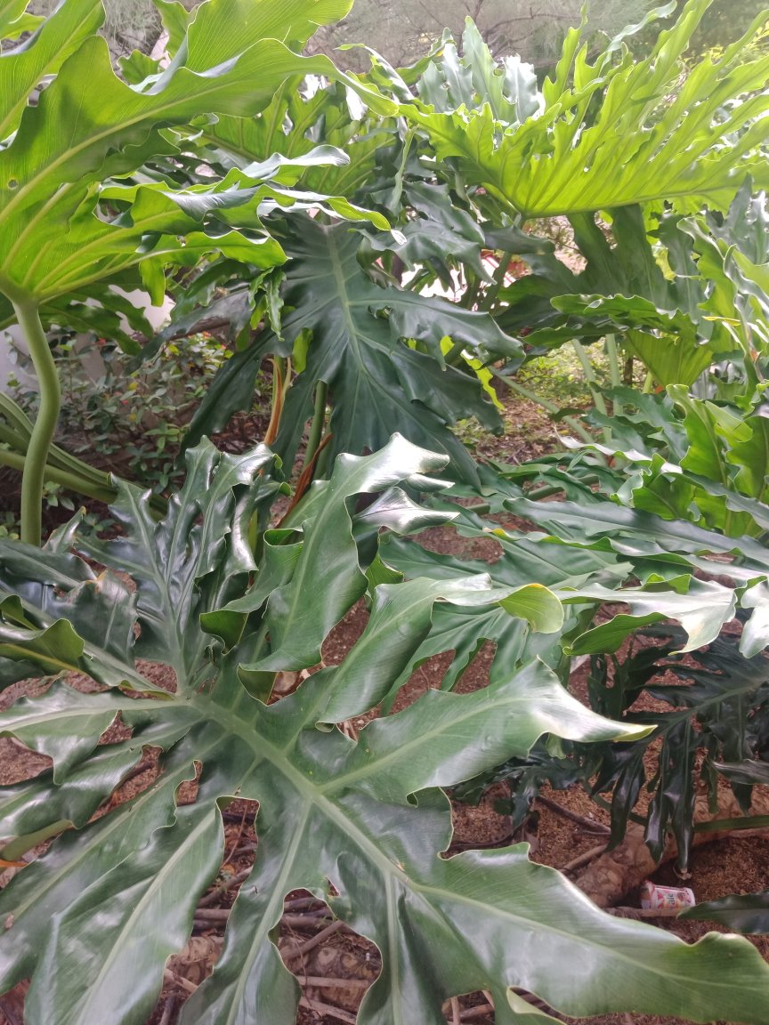 Payung Lipat 4 Motif Buah-buahan/fruits (356)