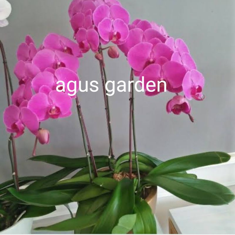 anggrek bulan novelty spike/knop