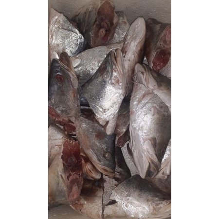 

kepala kakap putih Fresh Termurah!!!