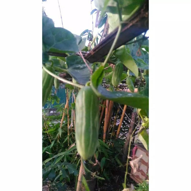 5 batang Bibit Timun padang/Timun cocinia/Timun Tikus