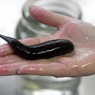 Lintah hidup lintah terapi steril (minimal pemesanan 10 ekor)