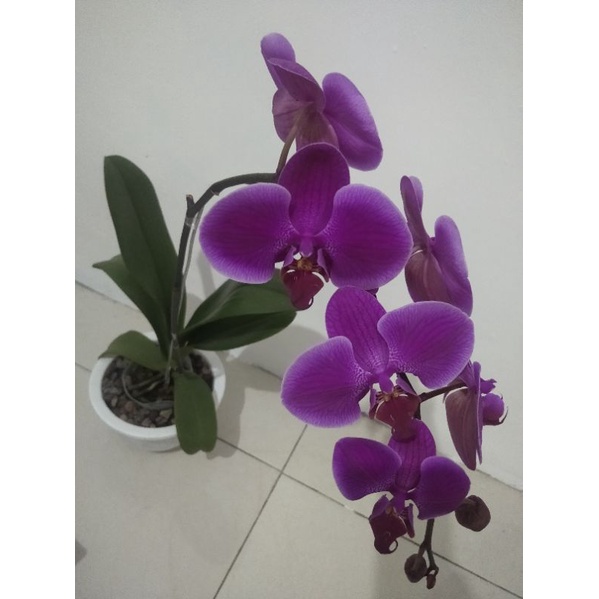 anggrek bulan ungu jumbo