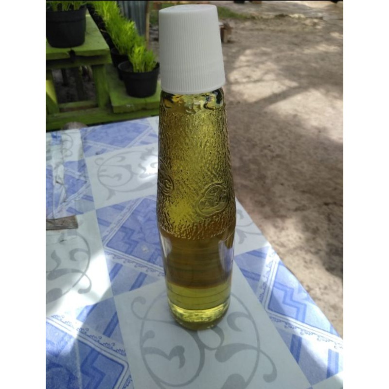 minyak kayu putih asli pulau buru