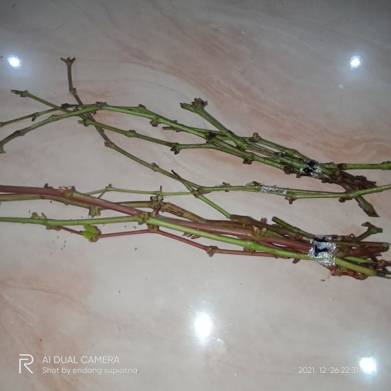 entres anggur jenis trans,CRV,Dixon, Everest,Ara15