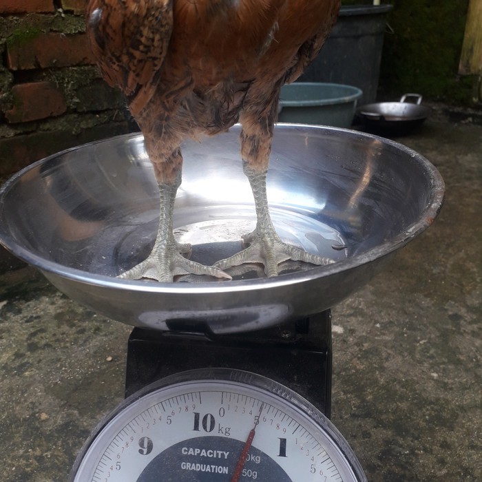 

Ayam Kampung Super FRESH dari Kandang