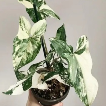 Syngonium Albo Varigata / Syngonium / Singonium Varigata Putih