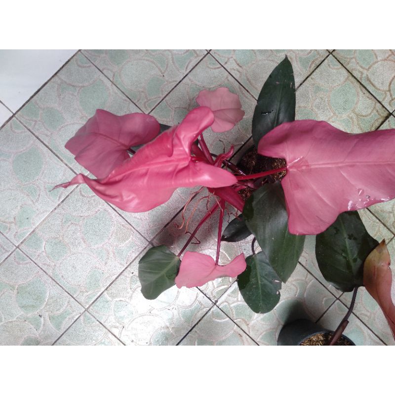 dark lord pink jumbo dan Philo ekor buaya