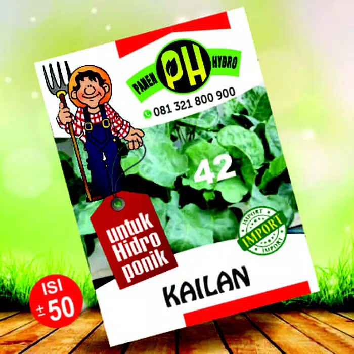 benih bibit kailan untuk hidroponik