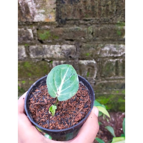 anakan gloriosum white veins