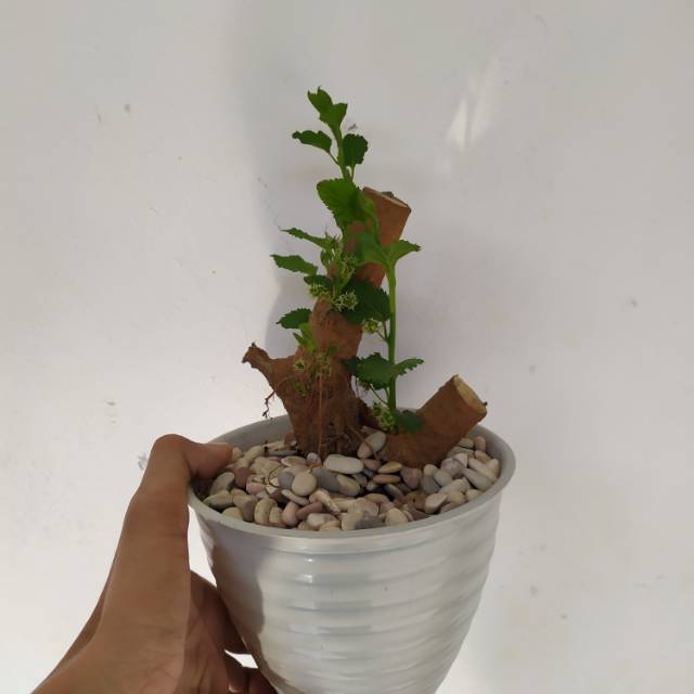 Bonsai Murbei Berbuah / Mulberry /Arbei