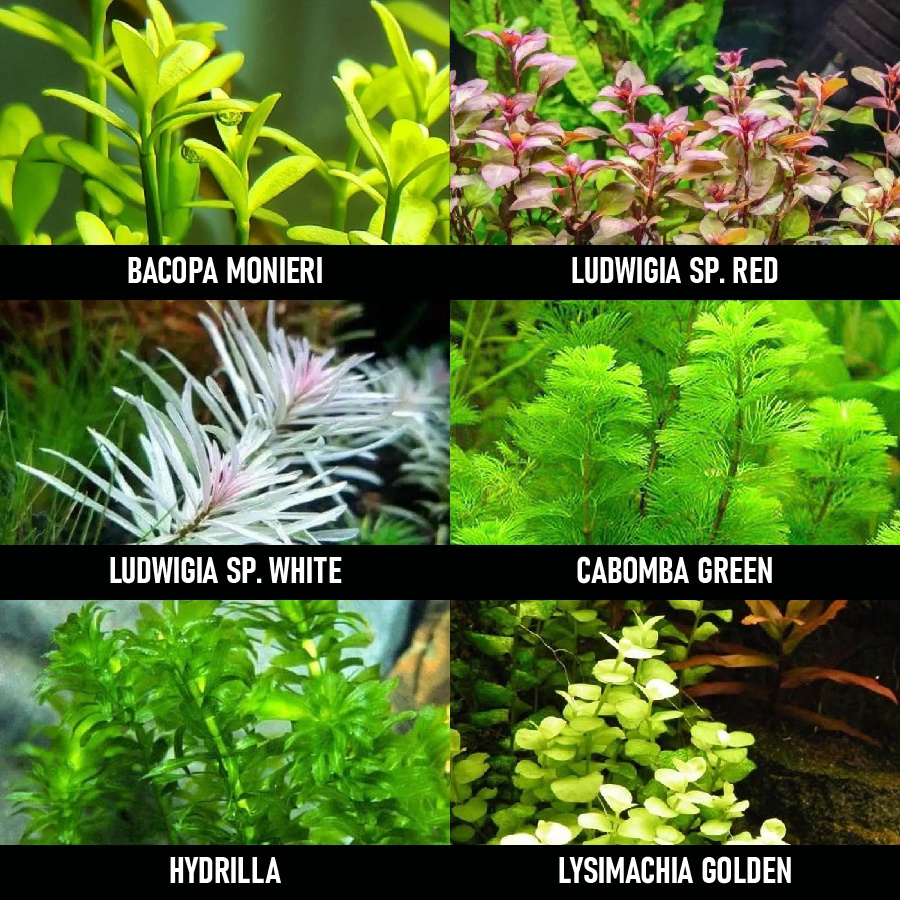 Paket Tanaman Aquascape Low Co2