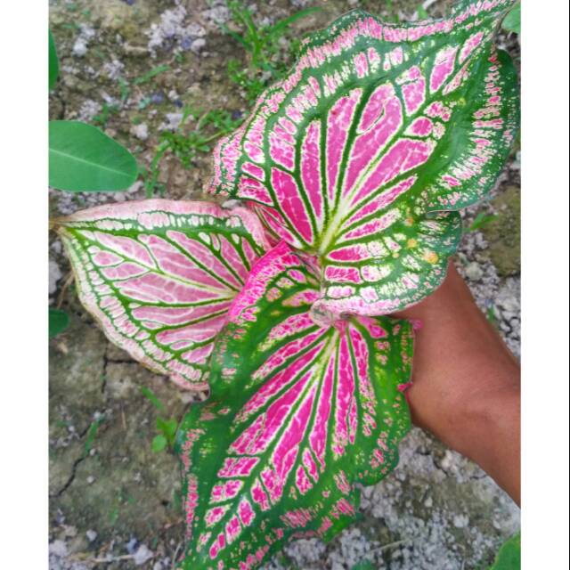 Keladi Batik Shopee Indonesia