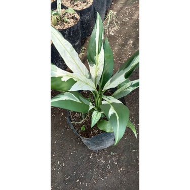 peace lily variegata