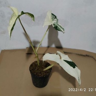 Tanaman hias singonium pink splash singonium varigata albo-syngonium varigata-syngonium