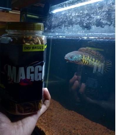 ♫ Maggot BSF Kering GRADE A++ 100 gram Colour Booster Kualitas Super - Pakan Ikan Predator ➱
