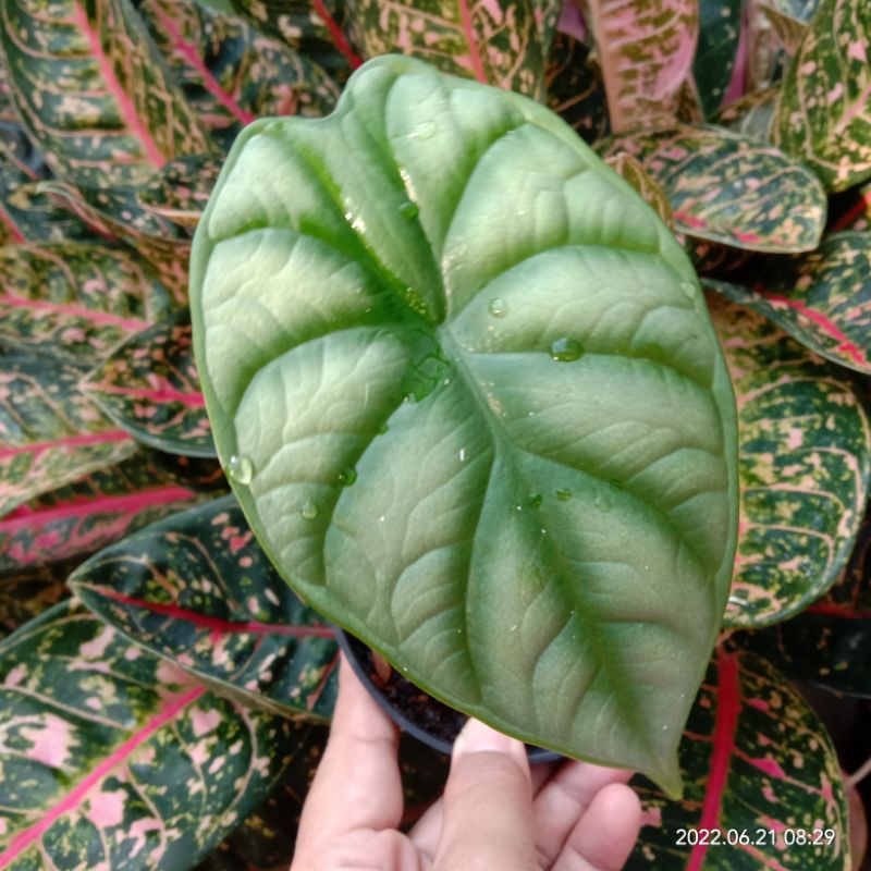 Alokasia/alocasia dragon scale silver dan  hijau (realpict) + pot, RAWATAN