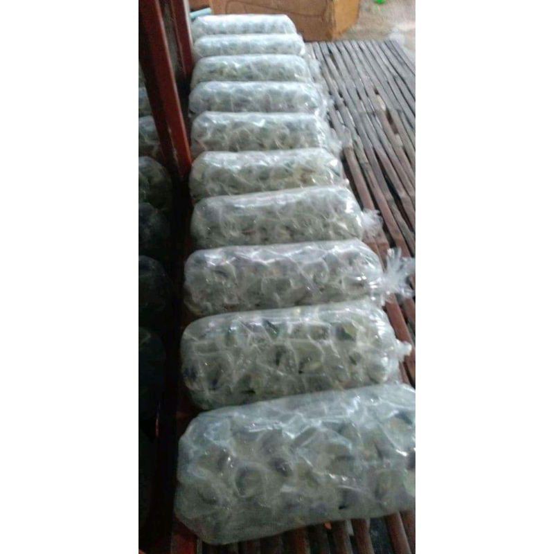 

partai cupang serit per 100/50ekor murah