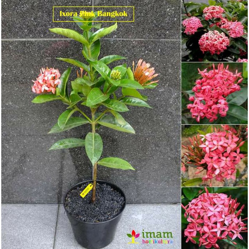 SOKA PINK  BANGKOK  BUNGA JUMBO