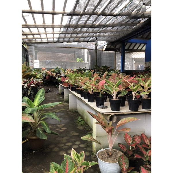 Pesanan Nota Live 260rb