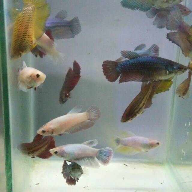 20 Ekor Betina Cupang Halfmoon Ikan Cupang Hias Murah Shopee Indonesia