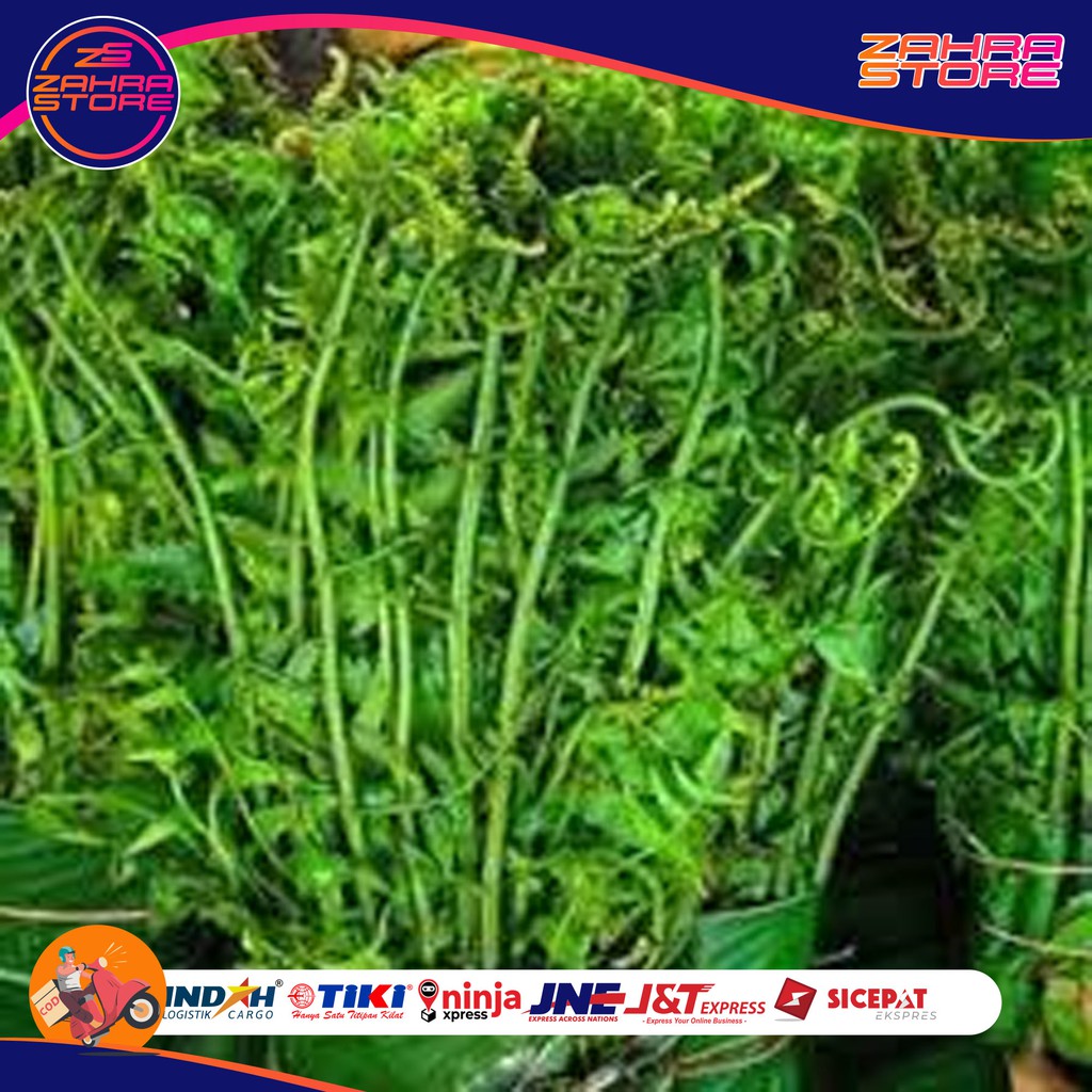 Jual Daun Pakis Sayur Fresh 500 Gr Paku Segar Sayuran Langka Zs