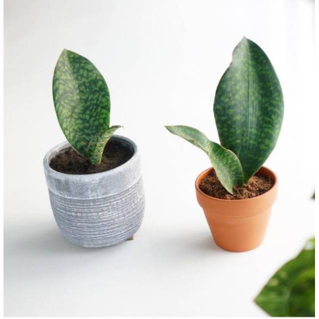 Tanaman hias sansivera sansiviera masoniana giant - tanaman sansivera centong