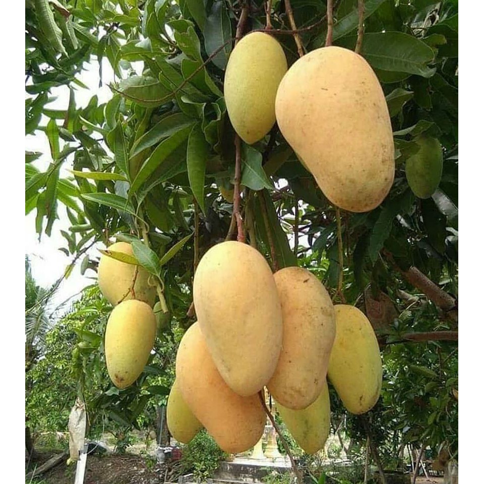 Bibit Buah Mangga Chokanan