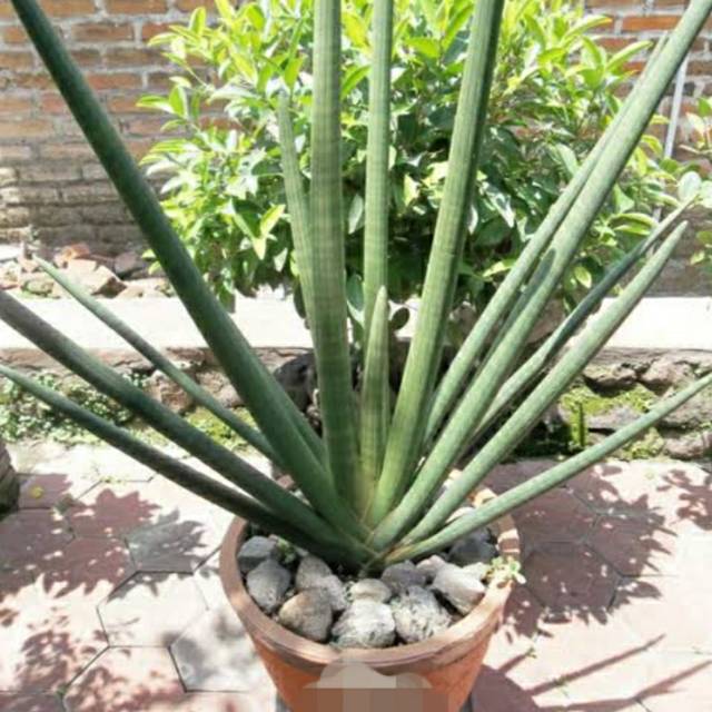 Tanaman hias sensivera pensil pohon sensivera masonia