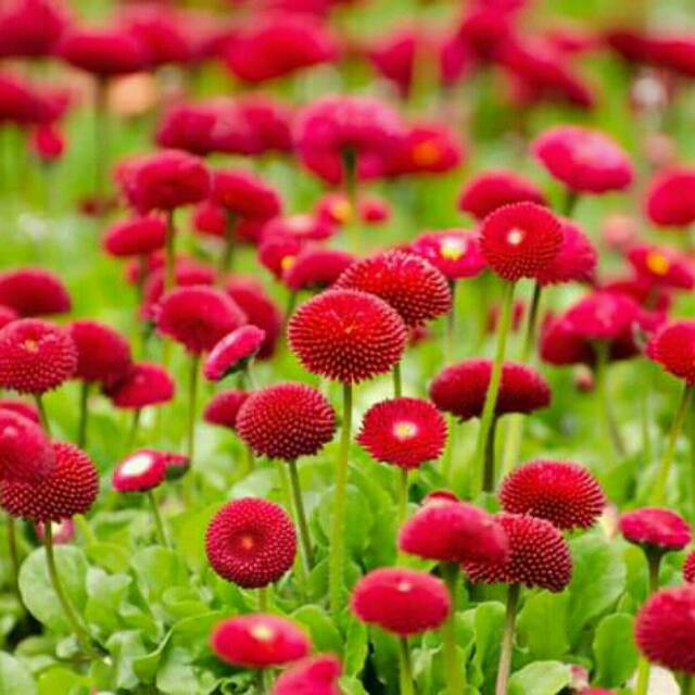 assyifafaizatulummah