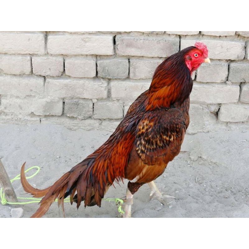 FGFG56846 telur fertil ayam aseel 564568