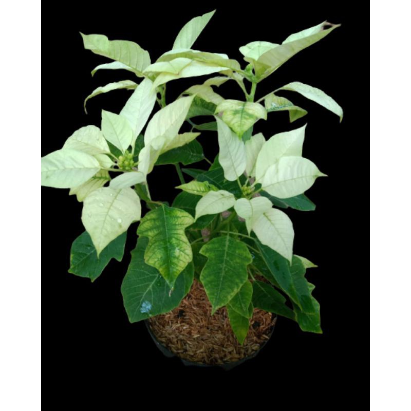 PAKET 3 WARNA BUNGA SUPER KASTUBA POINSETTIA WARNA RANDOM | TERMURAH