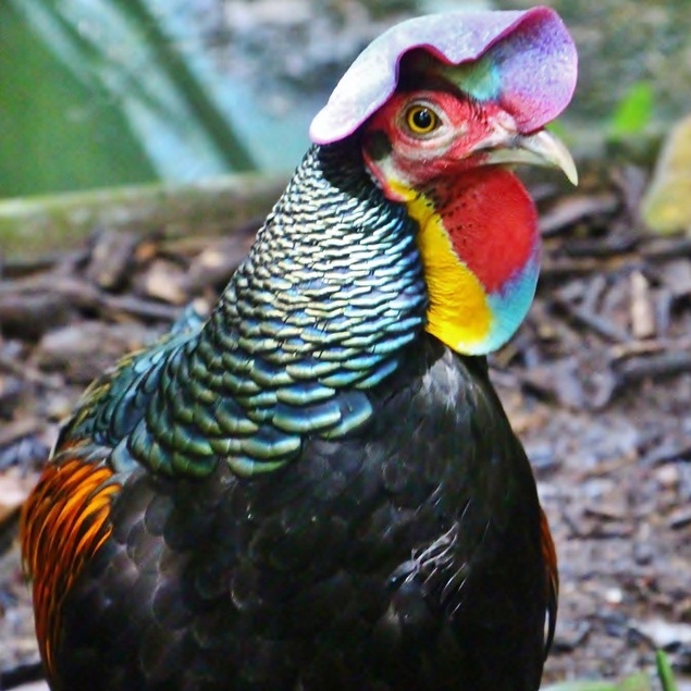 TELUR AYAM HIAS HUTAN X JAWA UNTUK DITETASKAN FERTIL ASLI