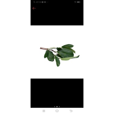 

daun salam