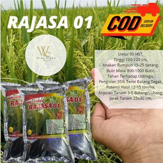 Benih Bibit Padi Rajasa 01 1kg Berkualitas