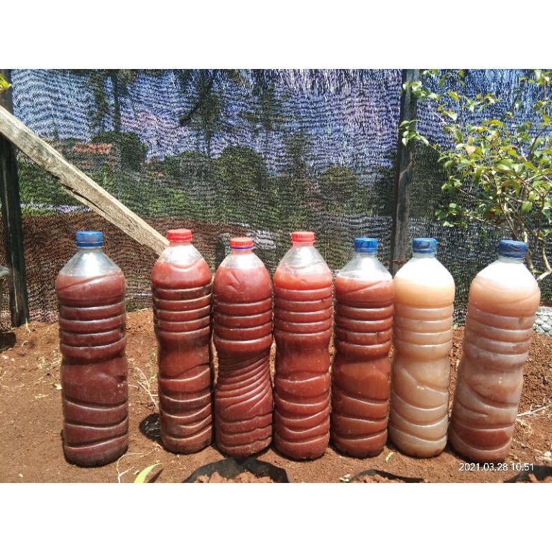 Bakteri fotosintesis (PSB) 1500ml