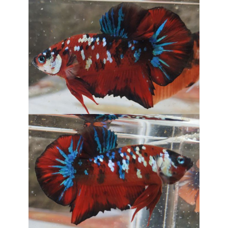 Ред кои. Карп кои желтого цвета. Тотем кои что это. Бетта хафмун кои. Золотая рыбка шубункин.