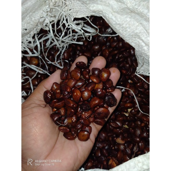 Biji Asam Jawa / Klungsu