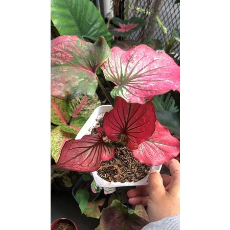 caladium infinity