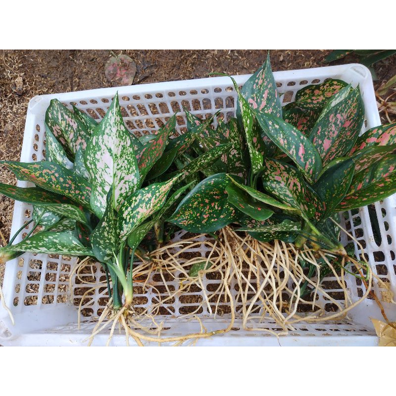 Aglonema Ruby Garuda Batik