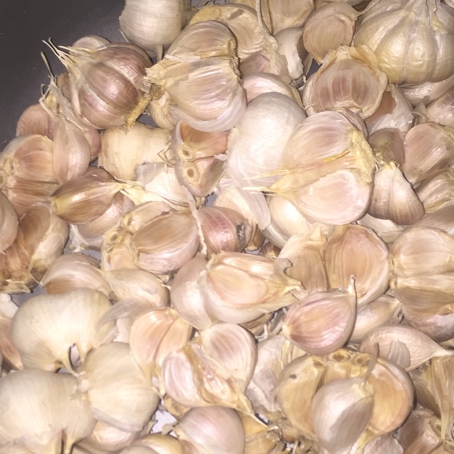 

Bawang Putih Kating