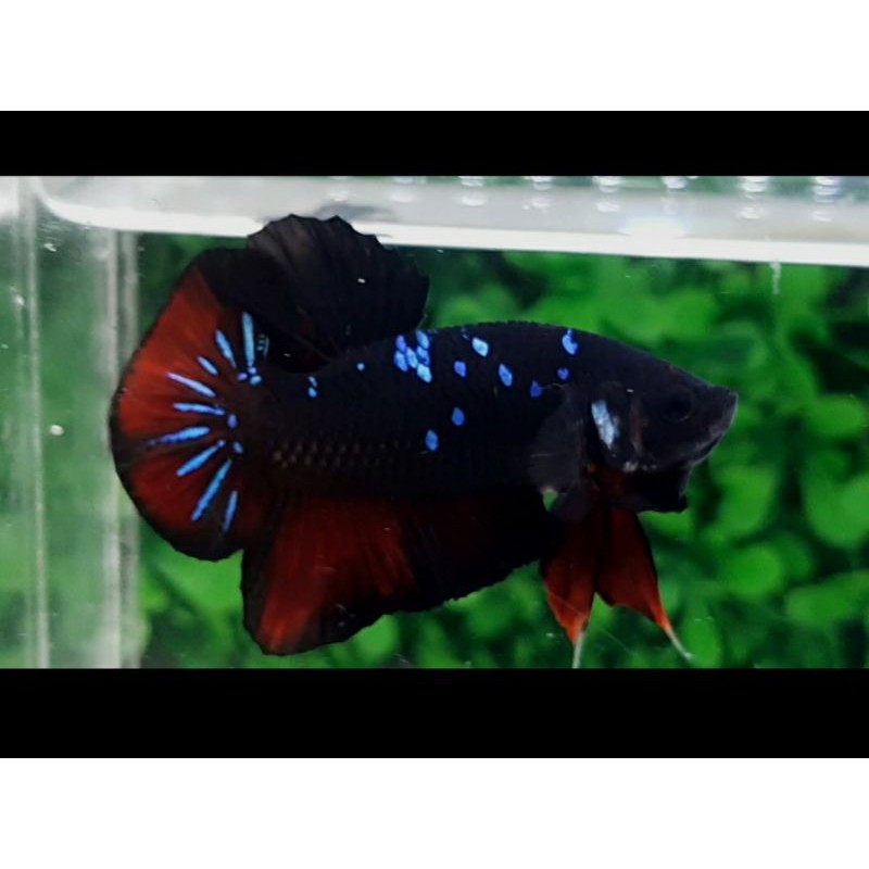 View Video Ikan Cupang Avatar Gif