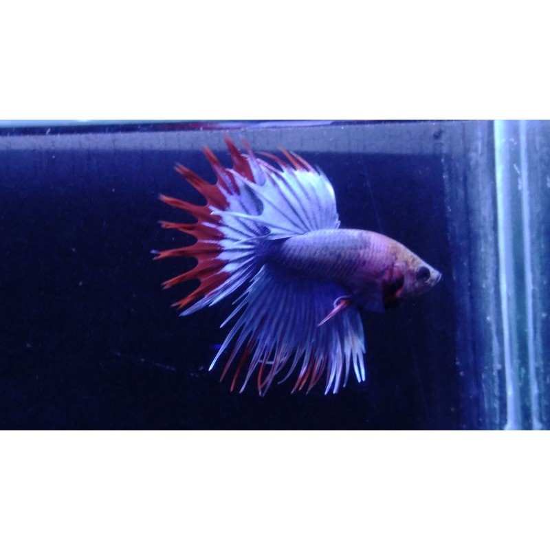 ikan cupang hias crowntail serit #CT10
